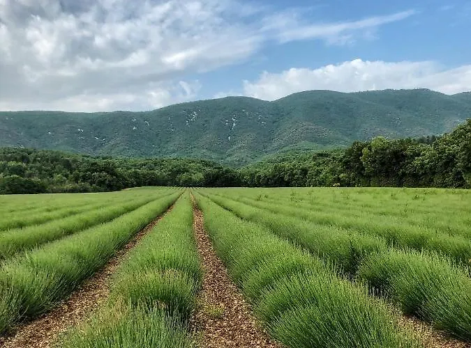 Piscine Face Au Grand Luberon Villa Cereste