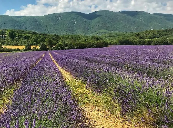 Piscine Face Au Grand Luberon