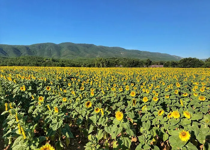 Piscine Face Au Grand Luberon Villa Céreste